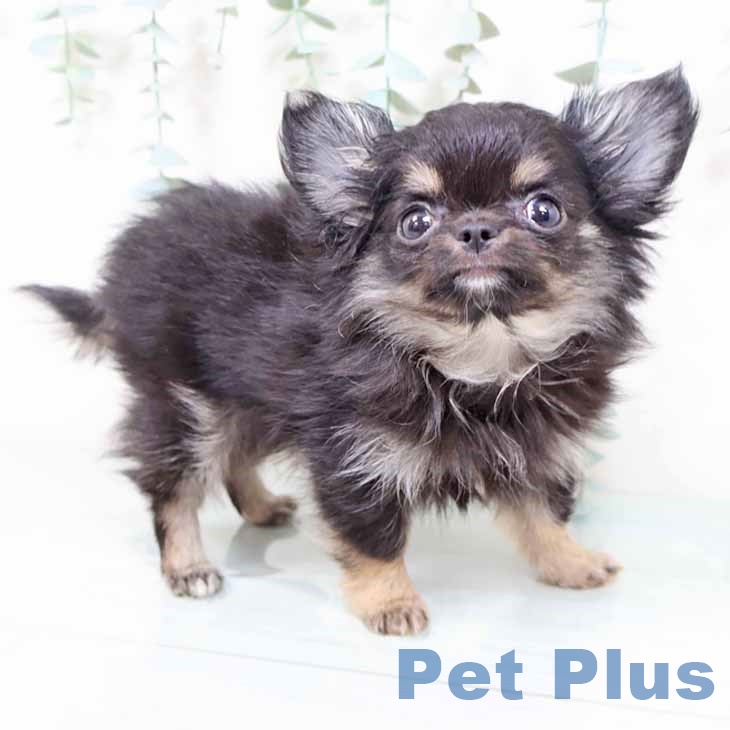 兵庫県のチワワ(ロング) (ペットプラス 神戸三宮店/2025年9月6日生まれ/男の子/ブラックタン)の子犬