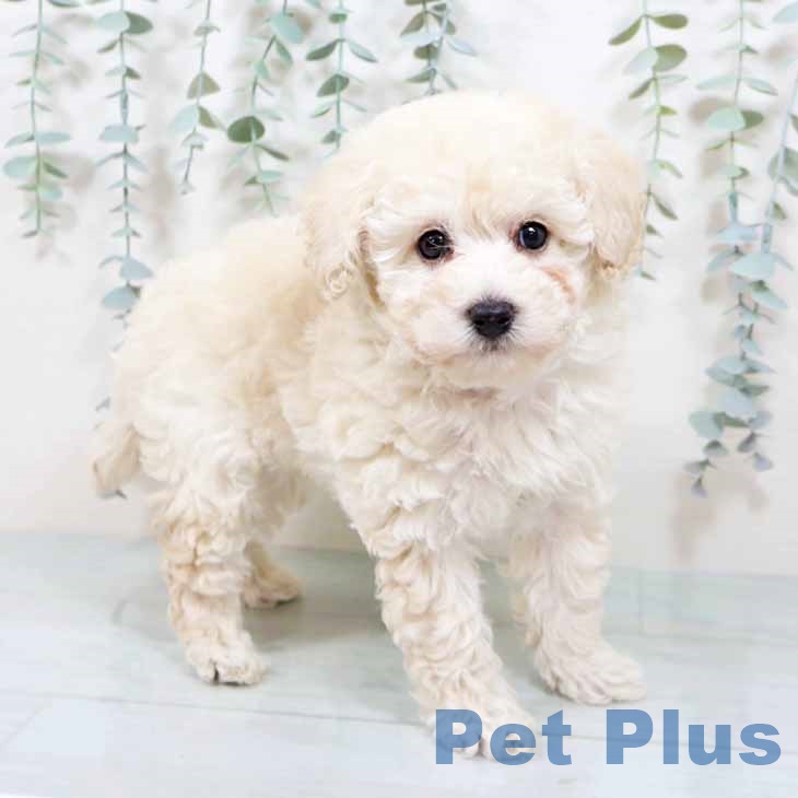 新潟県のトイプードル(トイ) (ペットプラス 新潟南店/2025年9月25日生まれ/男の子/ホワイト)の子犬の1枚目の画像