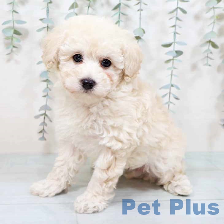 新潟県のトイプードル(トイ) (ペットプラス 新潟南店/2025年9月25日生まれ/男の子/ホワイト)の子犬の2枚目の画像
