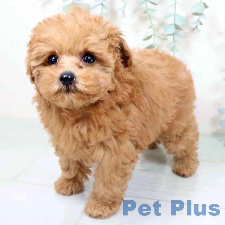 大阪府のトイプードル(トイ) (ペットプラス 鶴見店/2025年9月21日生まれ/女の子/オレンジフォーン)の子犬の1枚目の画像