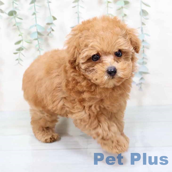 大阪府のトイプードル(トイ) (ペットプラス 鶴見店/2025年9月21日生まれ/女の子/オレンジフォーン)の子犬の2枚目の画像