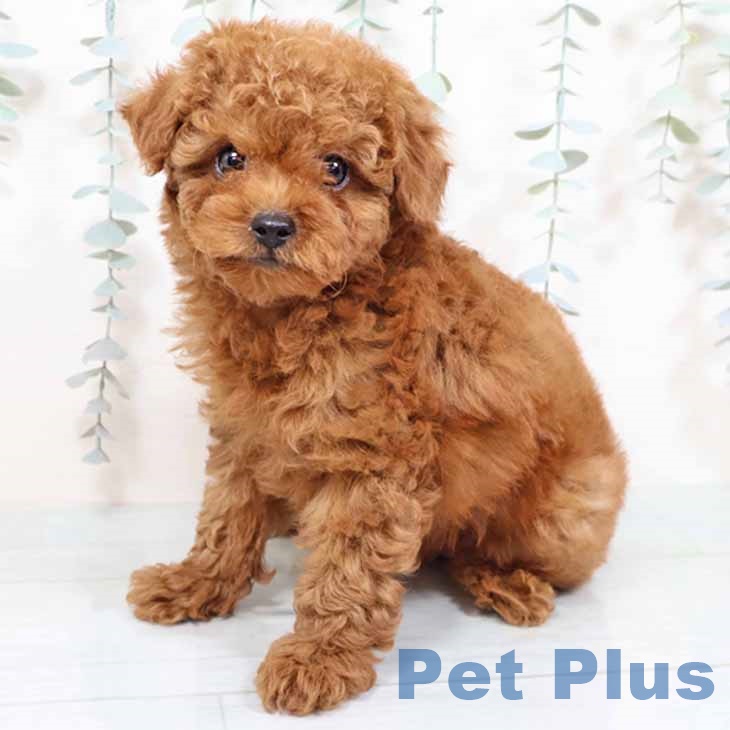 兵庫県のトイプードル(トイ) (ペットプラス 明石店/2025年9月21日生まれ/男の子/レッドフォーン)の子犬の1枚目の画像