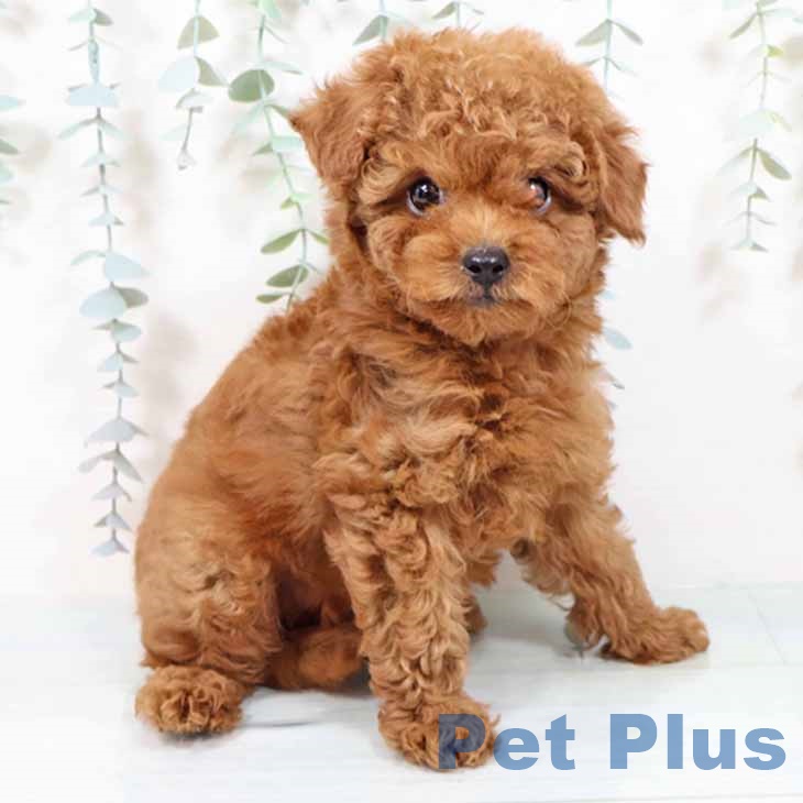 兵庫県のトイプードル(トイ) (ペットプラス 明石店/2025年9月21日生まれ/男の子/レッドフォーン)の子犬の2枚目の画像