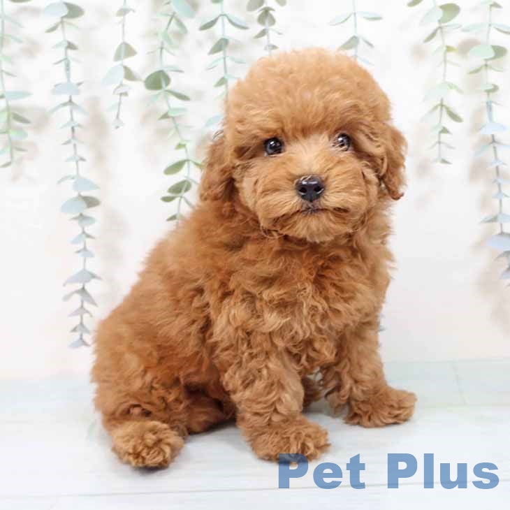 和歌山県のトイプードル(トイ) (ペットプラス 和歌山店/2025年9月24日生まれ/女の子/レッドフォーン)の子犬の1枚目の画像