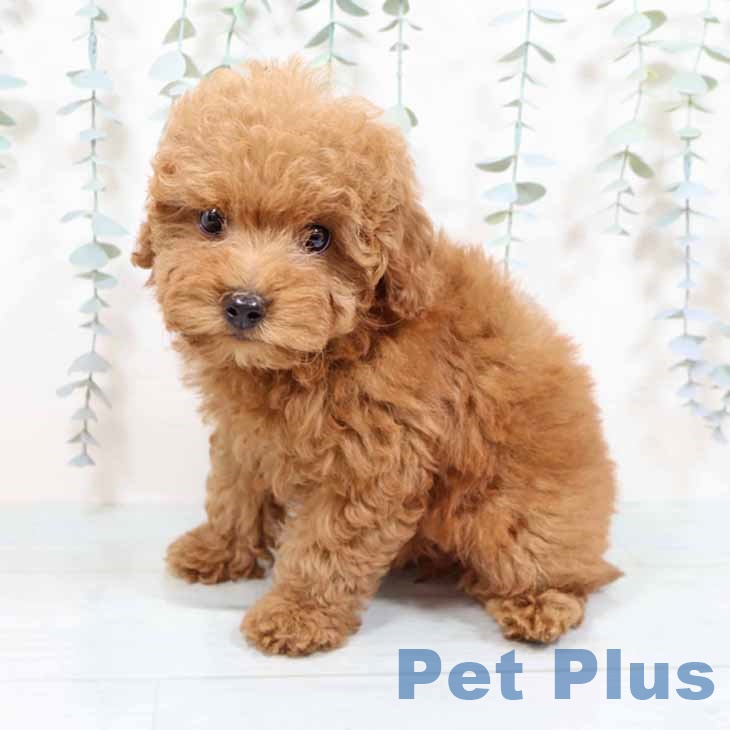 和歌山県のトイプードル(トイ) (ペットプラス 和歌山店/2025年9月24日生まれ/女の子/レッドフォーン)の子犬の2枚目の画像