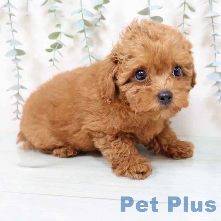 奈良県のトイプードル(トイ) (ペットプラス 大和郡山店/2025年9月24日生まれ/男の子/レッドフォーン)の子犬の2枚目の画像