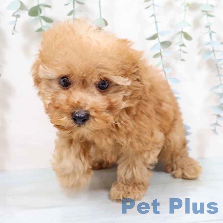 大阪府のトイプードル(トイ) (ペットプラス 堺北花田店/2025年9月24日生まれ/男の子/オレンジフォーン)の子犬の1枚目の画像