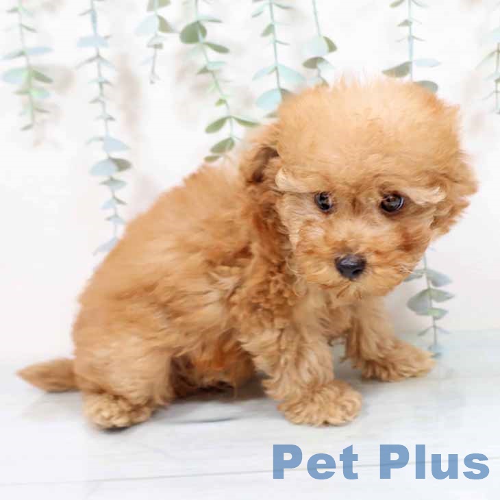 大阪府のトイプードル(トイ) (ペットプラス 堺北花田店/2025年9月24日生まれ/男の子/オレンジフォーン)の子犬の2枚目の画像