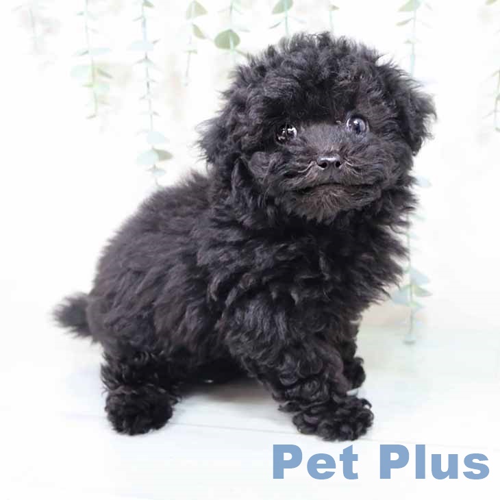 大阪府のトイプードル(トイ) (ペットプラス ららぽーと和泉店/2025年9月26日生まれ/女の子/ブラック)の子犬の1枚目の画像