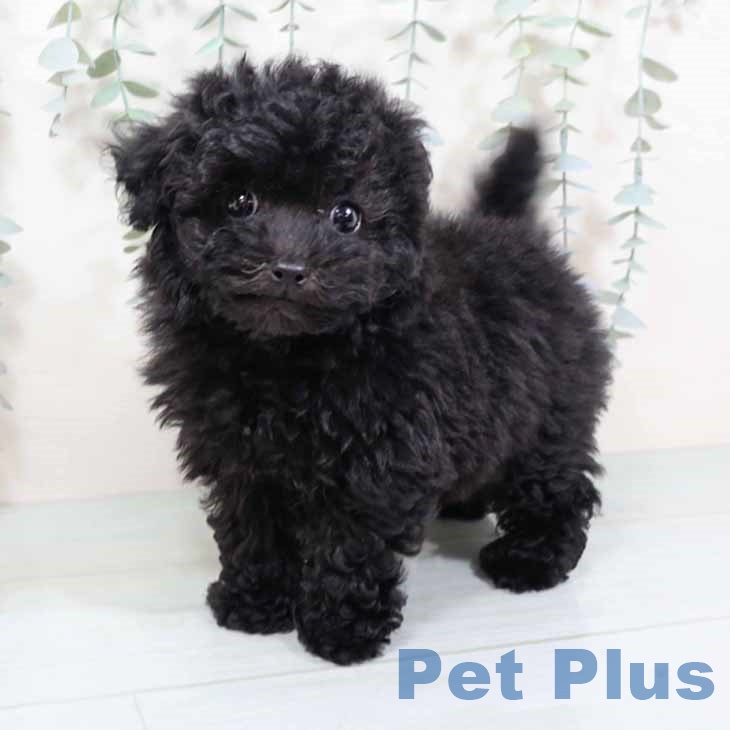 大阪府のトイプードル(トイ) (ペットプラス ららぽーと和泉店/2025年9月26日生まれ/女の子/ブラック)の子犬の2枚目の画像