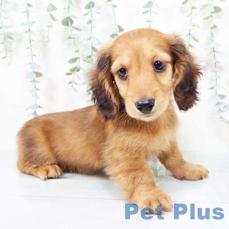 新潟県のミニチュアダックスフンド(ロング) (ペットプラス 新潟南店/2025年9月23日生まれ/男の子/レッド)の子犬