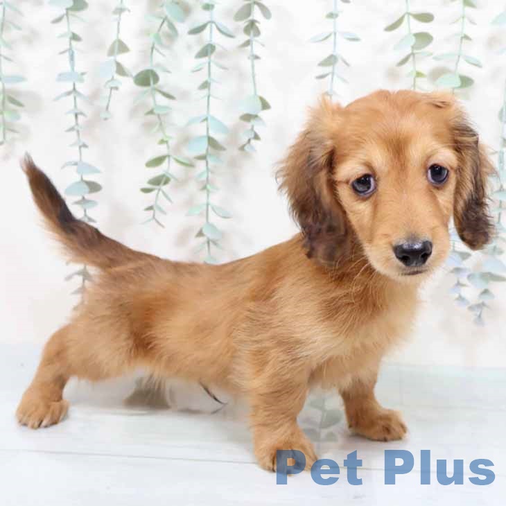 ミニチュア・ダックスフンド