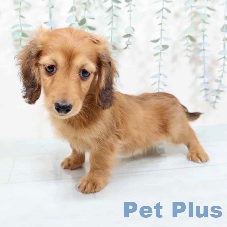 ミニチュア・ダックスフンドの写真2