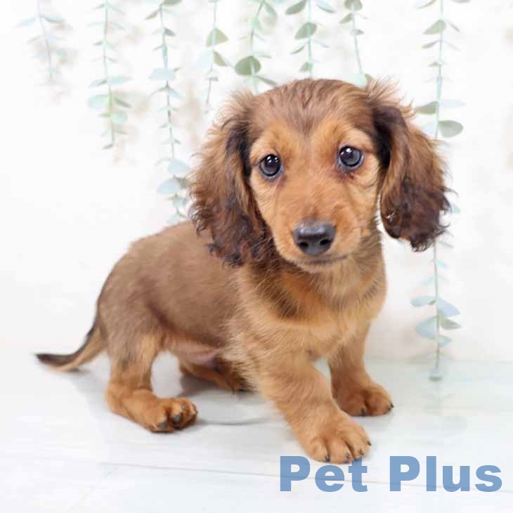 大阪府のミニチュアダックスフンド(ロング) (ペットプラス 鶴見店/2025年9月15日生まれ/男の子/シェーデットレッド)の子犬