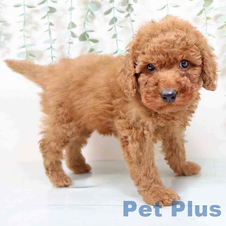 トイ・プードル