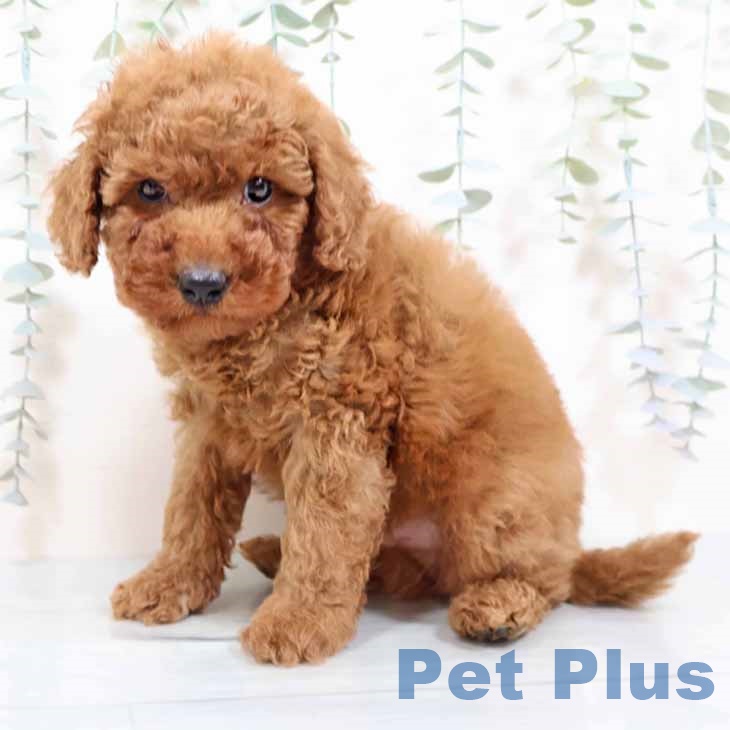 トイ・プードルの写真2