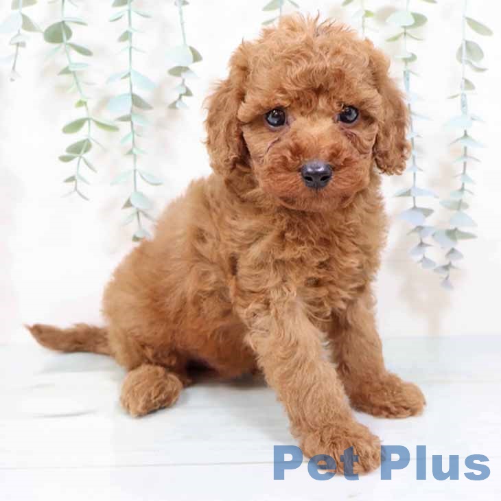 京都府のトイプードル(トイ) (ペットプラス 久御山店/2025年9月25日生まれ/男の子/レッド)の子犬