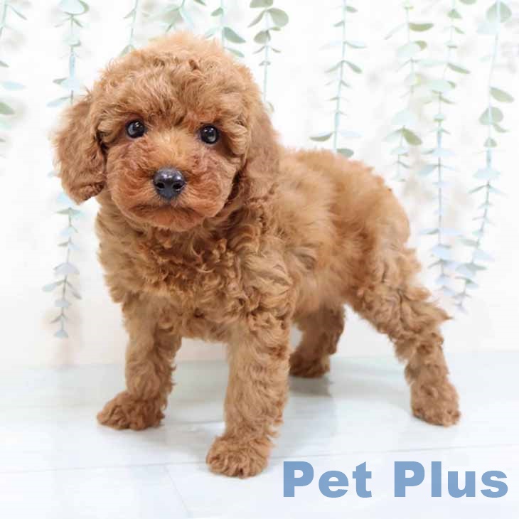 トイ・プードル