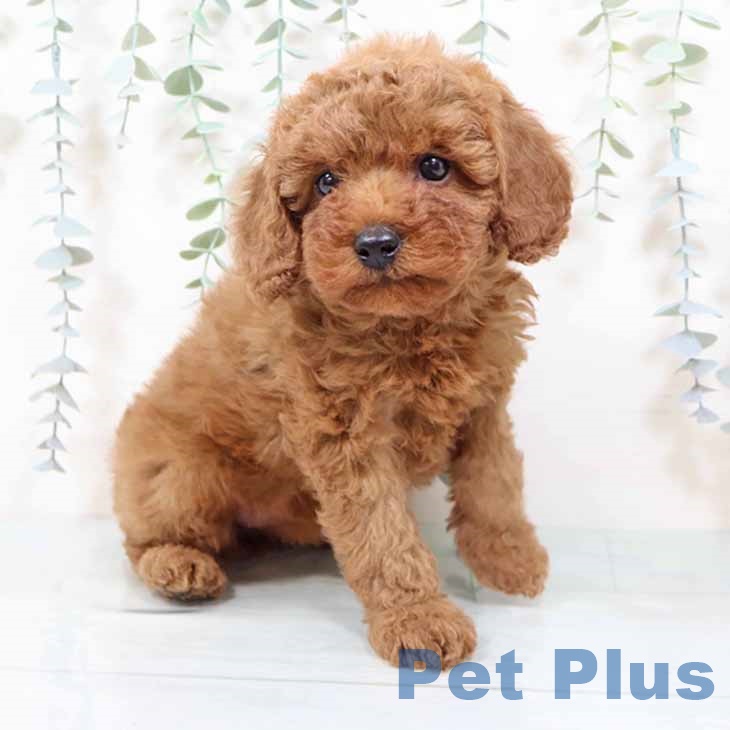 トイ・プードル