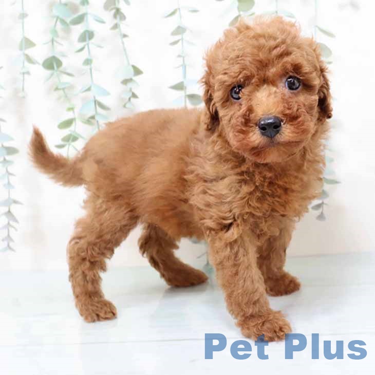 兵庫県のトイプードル(トイ) (ペットプラス 姫路大津店/2025年9月25日生まれ/女の子/レッド)の子犬の1枚目の画像