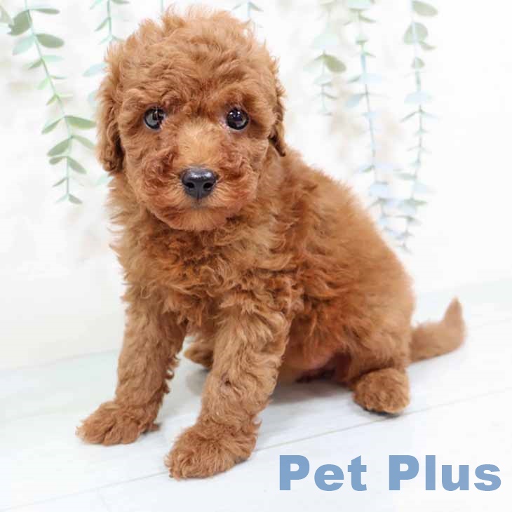 兵庫県のトイプードル(トイ) (ペットプラス 姫路大津店/2025年9月25日生まれ/女の子/レッド)の子犬の2枚目の画像