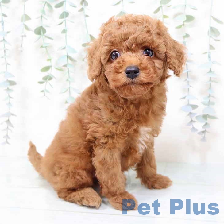 大阪府のトイプードル(トイ) (ペットプラス 四條畷店/2025年9月25日生まれ/女の子/レッド)の子犬の1枚目の画像