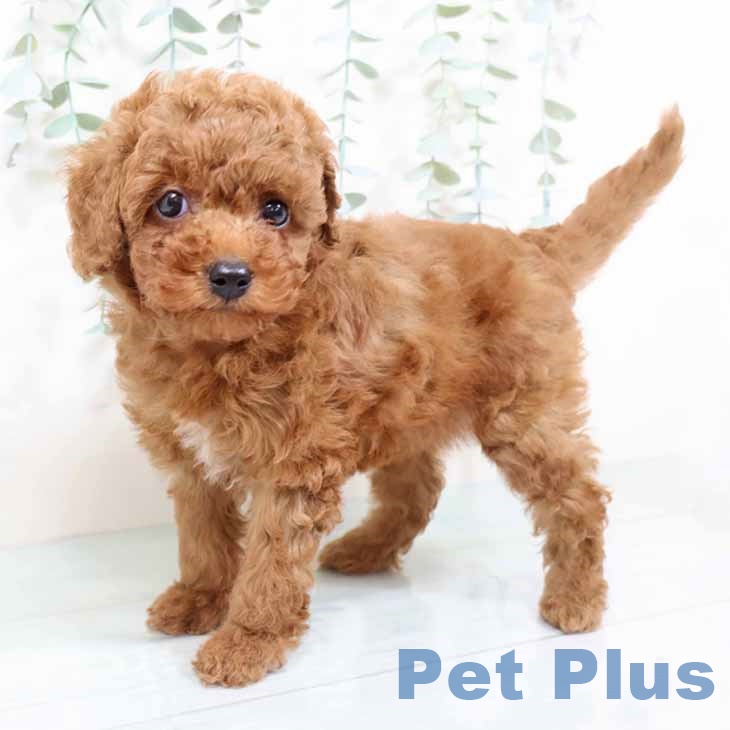 大阪府のトイプードル(トイ) (ペットプラス 四條畷店/2025年9月25日生まれ/女の子/レッド)の子犬の2枚目の画像