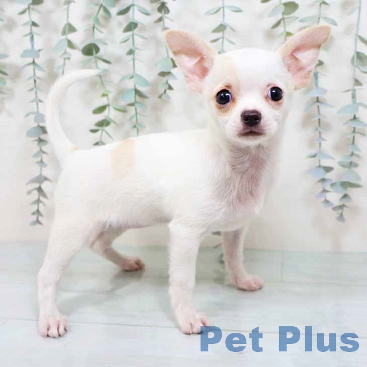 大阪府のチワワ(ロング) (ペットプラス りんくう泉南店/2025年9月18日生まれ/女の子/ホワイトクリーム)の子犬