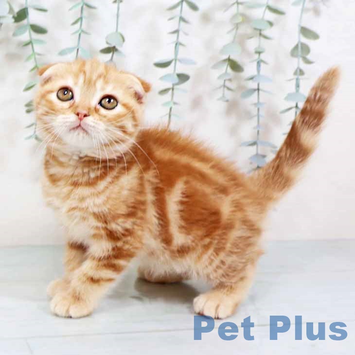 奈良県のスコティッシュフォールド (ペットプラス 大和郡山店/2025年9月23日生まれ/女の子/レッドタビー)の子猫の1枚目の画像