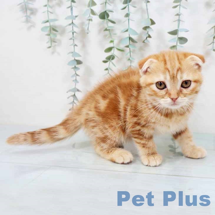奈良県のスコティッシュフォールド (ペットプラス 大和郡山店/2025年9月23日生まれ/女の子/レッドタビー)の子猫の2枚目の画像