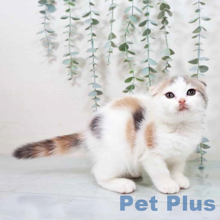 スコティッシュフォールド