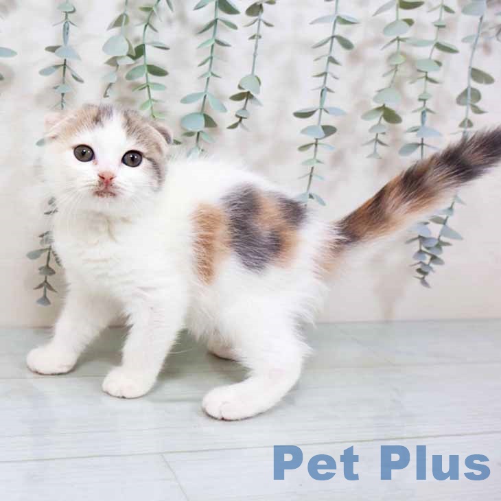 スコティッシュフォールドの写真2