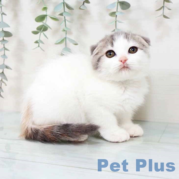 兵庫県のスコティッシュフォールド (ペットプラス 神戸三宮店/2025年9月23日生まれ/女の子/ダイリュートキャリコ)の子猫