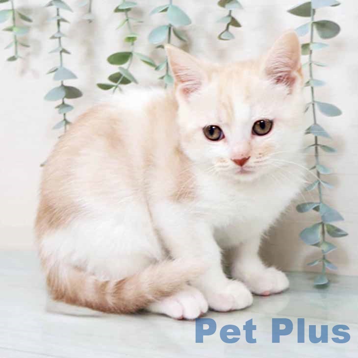 新潟県のスコティッシュフォールド (ペットプラス 新潟青山店/2025年9月23日生まれ/男の子/クリームタビーホワイト)の子猫の1枚目の画像