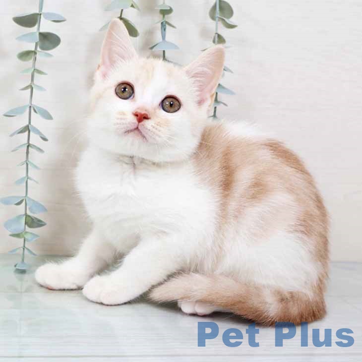 新潟県のスコティッシュフォールド (ペットプラス 新潟青山店/2025年9月23日生まれ/男の子/クリームタビーホワイト)の子猫の2枚目の画像