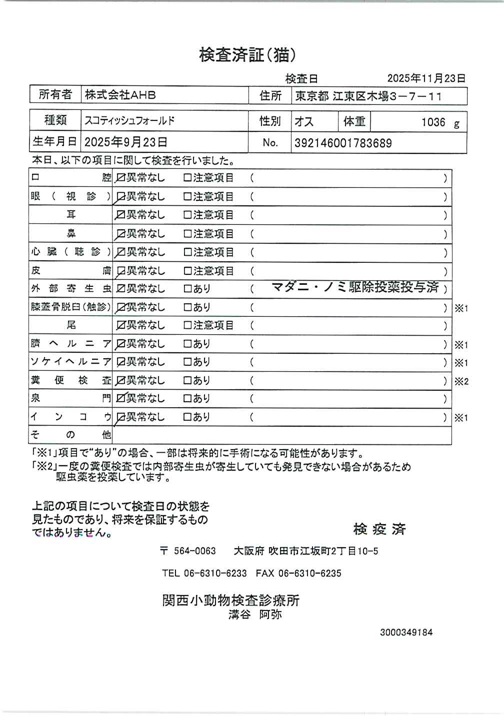 スコティッシュフォールド