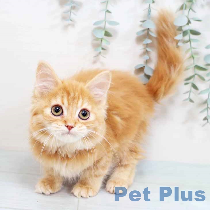 大阪府のマンチカン (ペットプラス りんくう泉南店/2025年9月15日生まれ/男の子/レッドタビーホワイト)の子猫の1枚目の画像