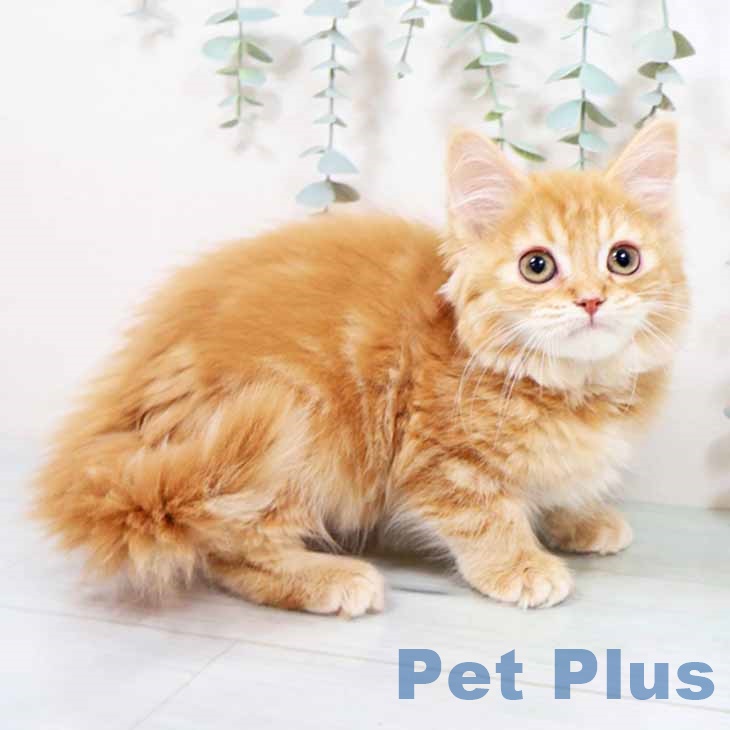 大阪府のマンチカン (ペットプラス りんくう泉南店/2025年9月15日生まれ/男の子/レッドタビーホワイト)の子猫の2枚目の画像