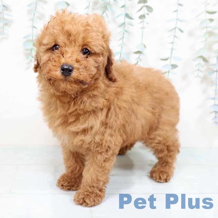 兵庫県のトイプードル(トイ) (ペットプラス 姫路大津店/2025年9月27日生まれ/男の子/レッドフォーン)の子犬の1枚目の画像