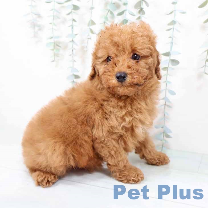 兵庫県のトイプードル(トイ) (ペットプラス 姫路大津店/2025年9月27日生まれ/男の子/レッドフォーン)の子犬の2枚目の画像