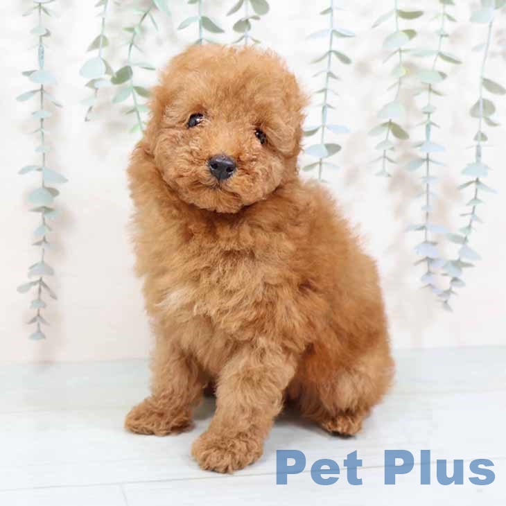 トイ・プードル