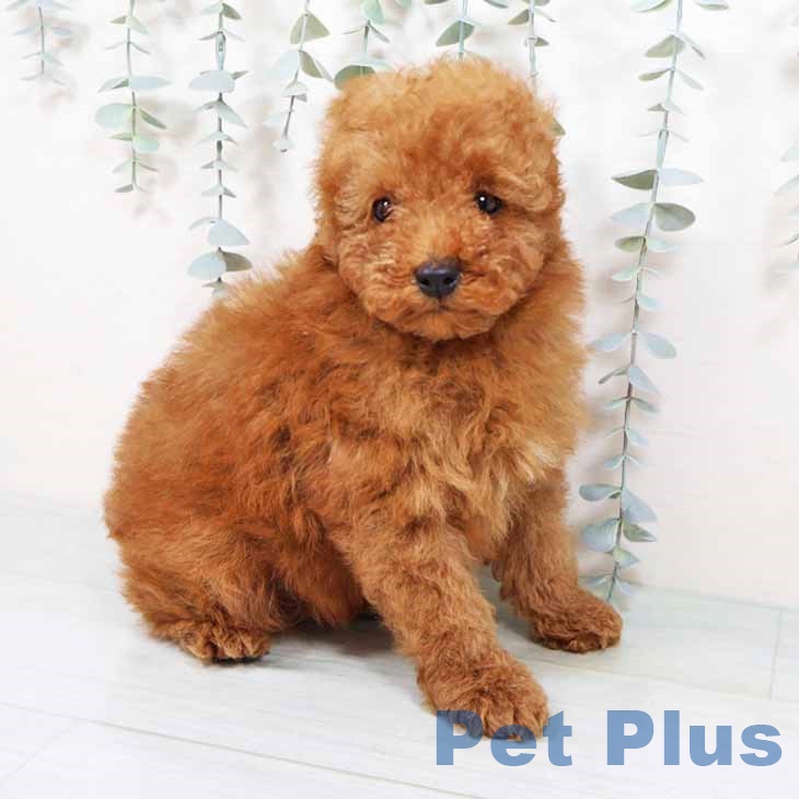 トイ・プードル