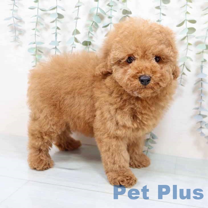 トイ・プードル