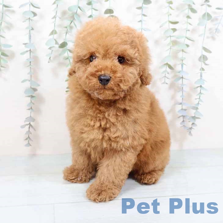 トイ・プードルの写真2