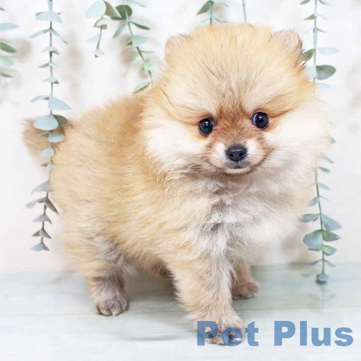 ポメラニアンの写真2