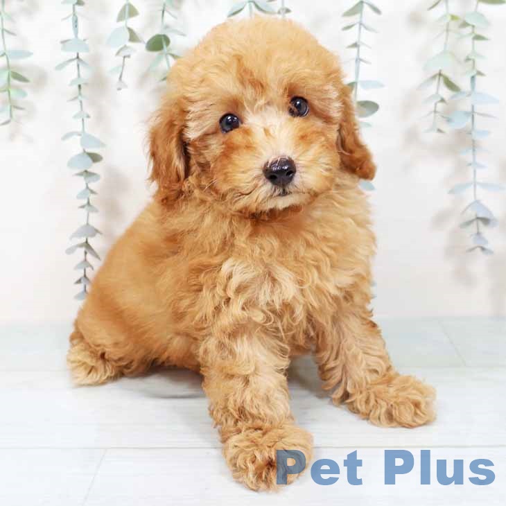 トイ・プードル