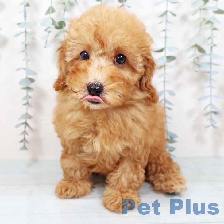 大阪府のトイプードル(トイ) (ペットプラス 松原店/2025年9月21日生まれ/男の子/レッドフォーン)の子犬の2枚目の画像
