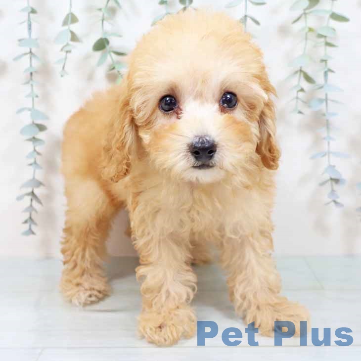 京都府のトイプードル(トイ) (ペットプラス 京都桂川店/2025年9月21日生まれ/女の子/オレンジフォーン)の子犬の1枚目の画像