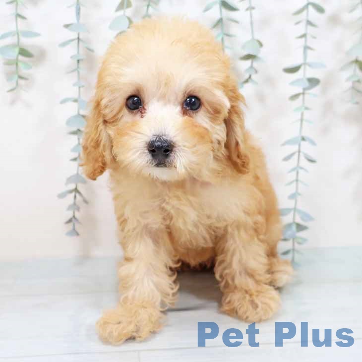 京都府のトイプードル(トイ) (ペットプラス 京都桂川店/2025年9月21日生まれ/女の子/オレンジフォーン)の子犬の2枚目の画像