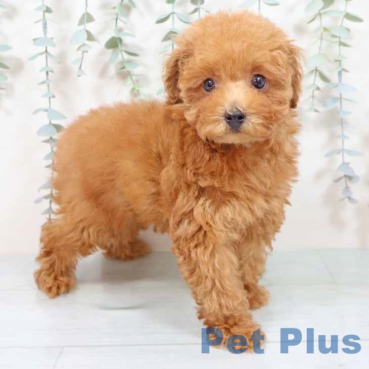 京都府のトイプードル(トイ) (ペットプラス 京都桂川店/2025年9月23日生まれ/男の子/レッドフォーン)の子犬
